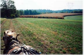 Pumpkin Patch In Paducah Kentucky